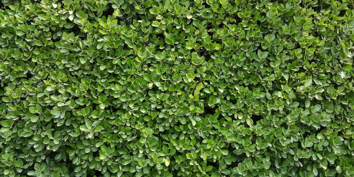 Interior Green Wall Systems